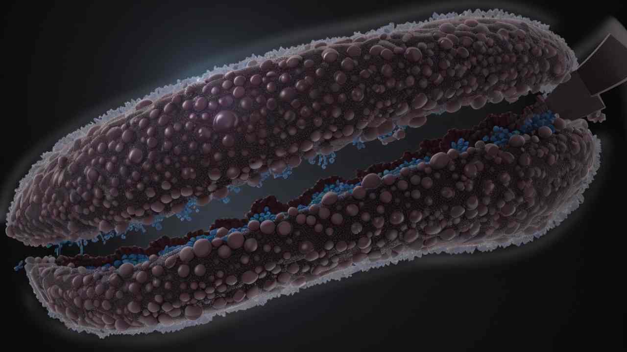 hepatitis c pathogenesis